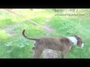 Intimate Moment: Man and Dog