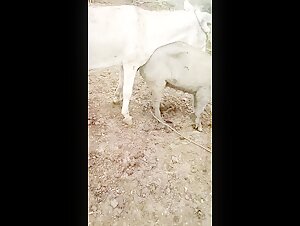 Pferd und Frau: eine bestialische Begegnung