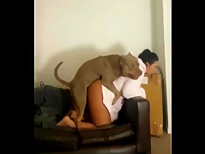 Cane femmina Pitbull Doggystyle sul divano