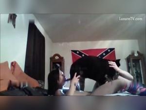 Obscure Delights: Icedone and animal temptation