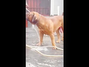 Un hombre y su perro en una intensa escena de bestialidad