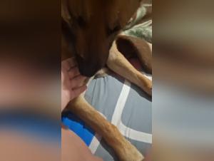 La Soumission Démoniaque : Chien Défonce Epouse