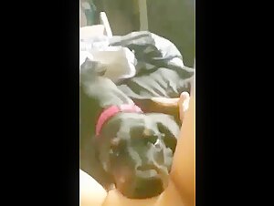Dog Expert in Licking