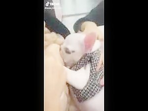 Woman and Dog: A Forbidden Meeting