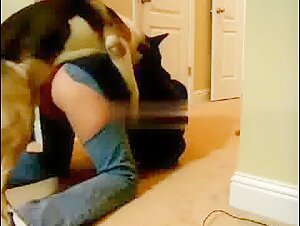 Yogi, l'avventuriero canino