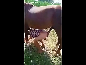 Caballo cachondo: Fick mit Hund, Schlampe lutscht ihren Hund, zootubex animali