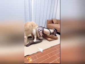 The Bestial Abyss: Feminisms subordinated to the canine drive