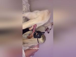 Cacahuète canine : BJ animal et gourmandise interdite