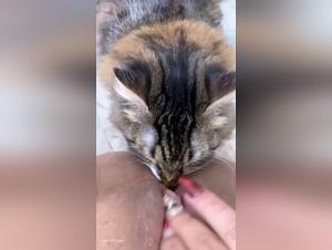 Purring and pussy pleasure: The 12th round of feline exhibitionism