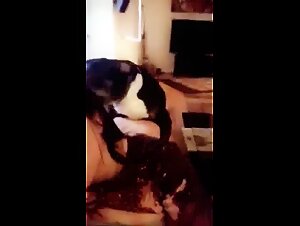 Polvo con animales: Zorra y su perro