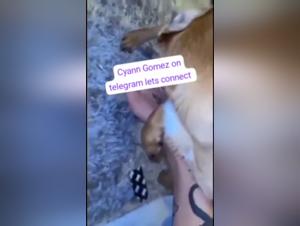 Bestial Delights: The Ultimate Decision on Video