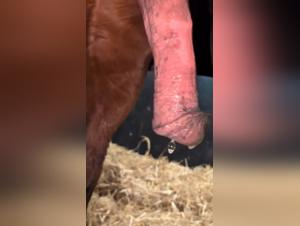 Bestiale Détournement : Fluides et Désir