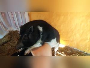 Domination Canine : Délices Sauvages en Haute Définition