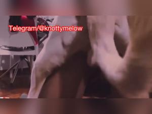 Canine Bliss: Wild Animal Incest
