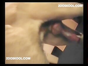 Woman subjected to the bestial love of a dog