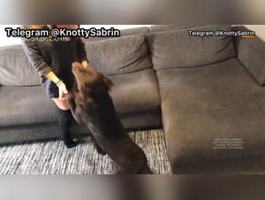 VHZ Back home: Dog masturbating on the woman