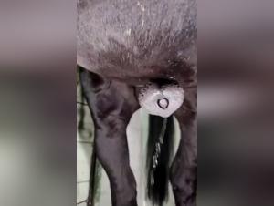 Bestialita in piena fioritura: lo stallone e scatenato