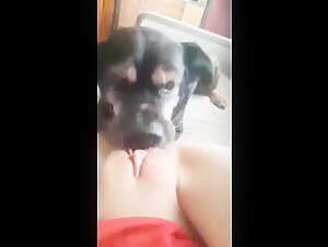 Dog and woman: a beastly encounter