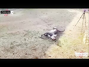Woman and her dog: a story of bestiality