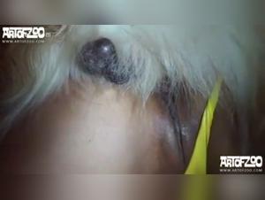 Uncontrolled zoophilia: Faby and her dog