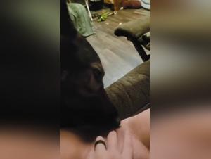 Katze Einreichung und tierisches Vergnugen