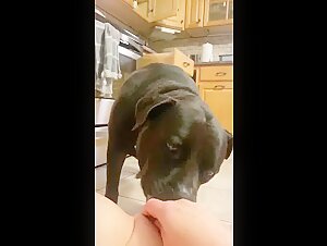 Momento intimo del cane femmina e del proprietario