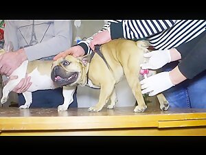 Dog and mistress: a beastly encounter
