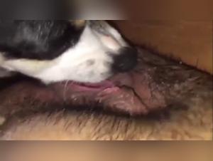 Zoofilia Unveiled: The Taboo Broken in Art of Zoo Samy