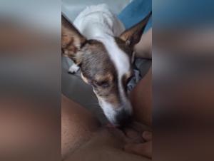 Délices Bestiaux : Le Sensuel Lick du Chien