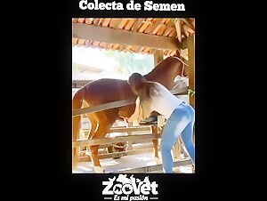 Veterinario tratando a un caballo