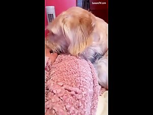 Zoofilia and bestiality dog   videos on xnxxzoo - Pornovolk.com: Explore the artofzoo