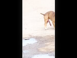 Intense Forbidden Encounter