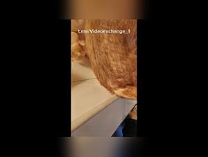 Chien Défonce : Vidéo Sexe Amateur