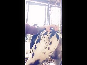 Kimberly et son chien dans une vidéo bestiale