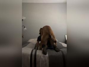 Wild enjoyment: dog and human in union
