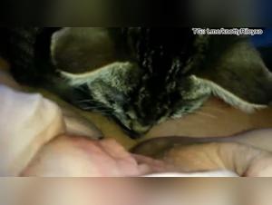Pussycat and her dog, a pussy licking session