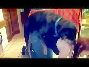 Frau und Hund: Eine verbotene Begegnung