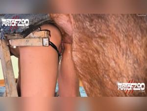 Bestialité sauvage : La domination du cheval sur la femme