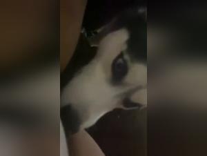 Canine pleasure to the extreme