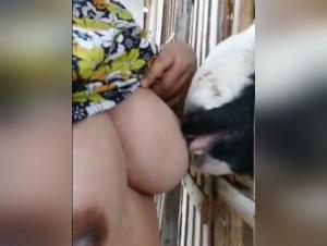 passion bestiale: chèvre adulte et désir lacté