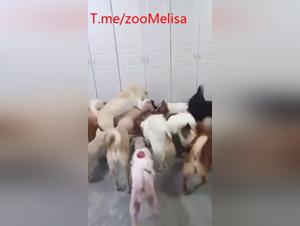 Animalieta incontrollabile: scopata canina selvaggia e irresistibile