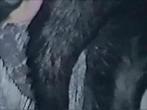 ArtofZoo: Silvy answers the dog's wild call