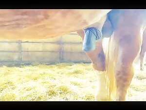 Excited Horse