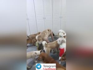 Canine Obsession: An Asian Woman's Bestial Deliverance