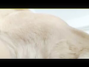 Intimate Moment with a Dog - Explicit Zoophilia Video