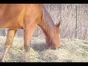 Man and mare: a bestial encounter