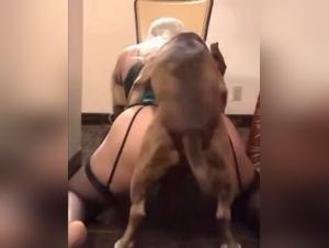 Zoofilia brutal: perro desatado sobre una nina flexible