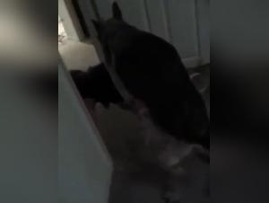 Wild Delights: Zoofilia Hardcore & Dog