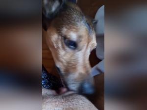 Animal Abuse: The Dog Devours His Mistress's Putrid Cat
