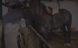 Zoophile MILF Sodomized by a Vigorous Horse